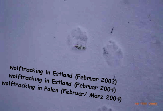 wolftracking in Estland (Februar 2003)
wolftracking in Estland (Februar 2004)
wolftracking in Polen (Februar/ Mrz 2004)