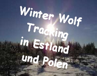 Winter Wolf 
Tracking 
in Estland 
und Polen